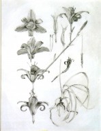 6 drawings of a lily from different angles and 5 drawings of lily stamens and leaves