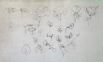 22 sketches of flowers from the poppy family