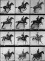 The Horse in Motion A series of 12 sequential shots of a horse in motion