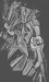 Marcel Duchamp's 'Nude Descending a Staircase' a fragmented figure in twenty different static positions on a staircase